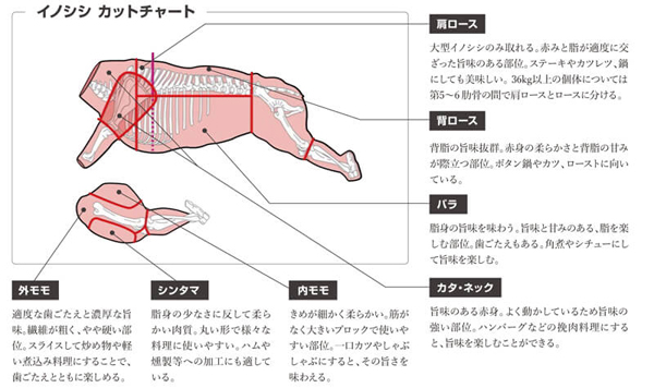 イノシシ肉の部位と美味しい食べ方 | shizuoka_GIBIER